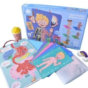 بازل تشريح مغناطيس